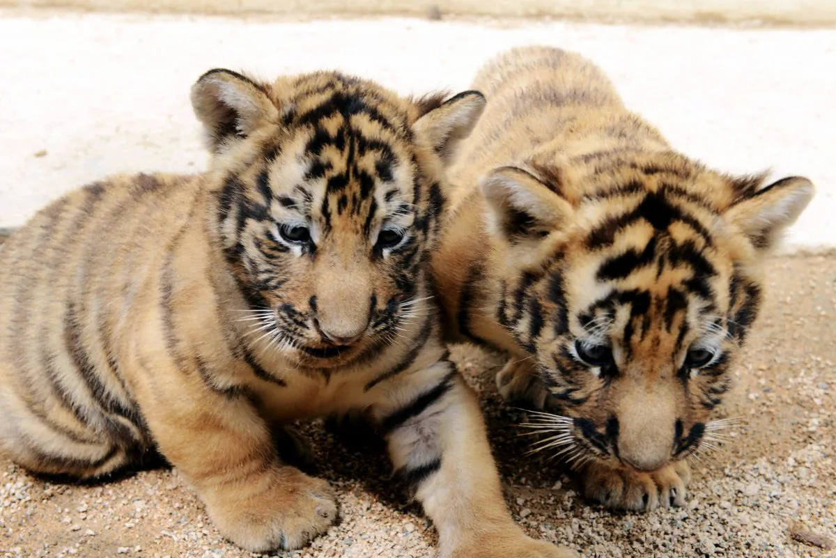 Two baby Amur tigers, also known as Siberian tigers, the world's largest living feline. Photo taken in Qingdao, in east China's Shandong province, Sept. 10, 2013. (STR/AFP/Getty Images)