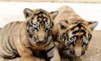 A Holiday Wish: More Wild Tigers