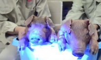 Chinese Scientists Make Glow-in-the-Dark Pigs