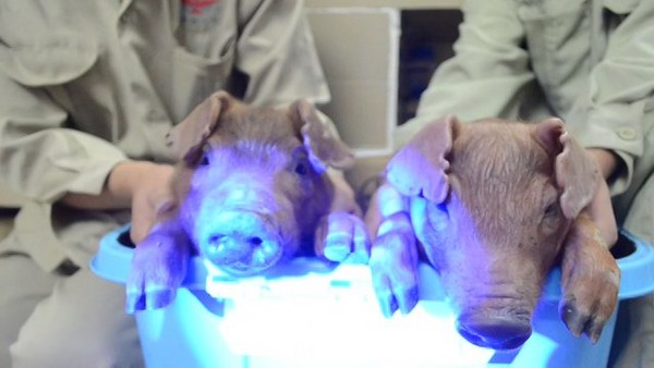 Two transgenic pigs that glow in the dark being held under ultra-violet light by researchers in Guangdong Province. (South China Agricultural University)