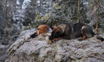 Like a Fairy Tale: Beautiful Friendship Between Dog and Fox