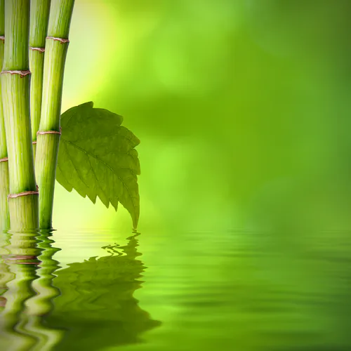 Forest Bathing: The Benefits of Being Outdoors Are Many