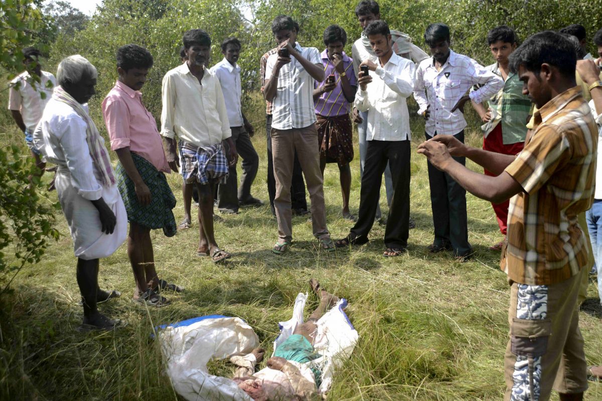 Man-Eating Tiger Caught in India, Villagers Relieved