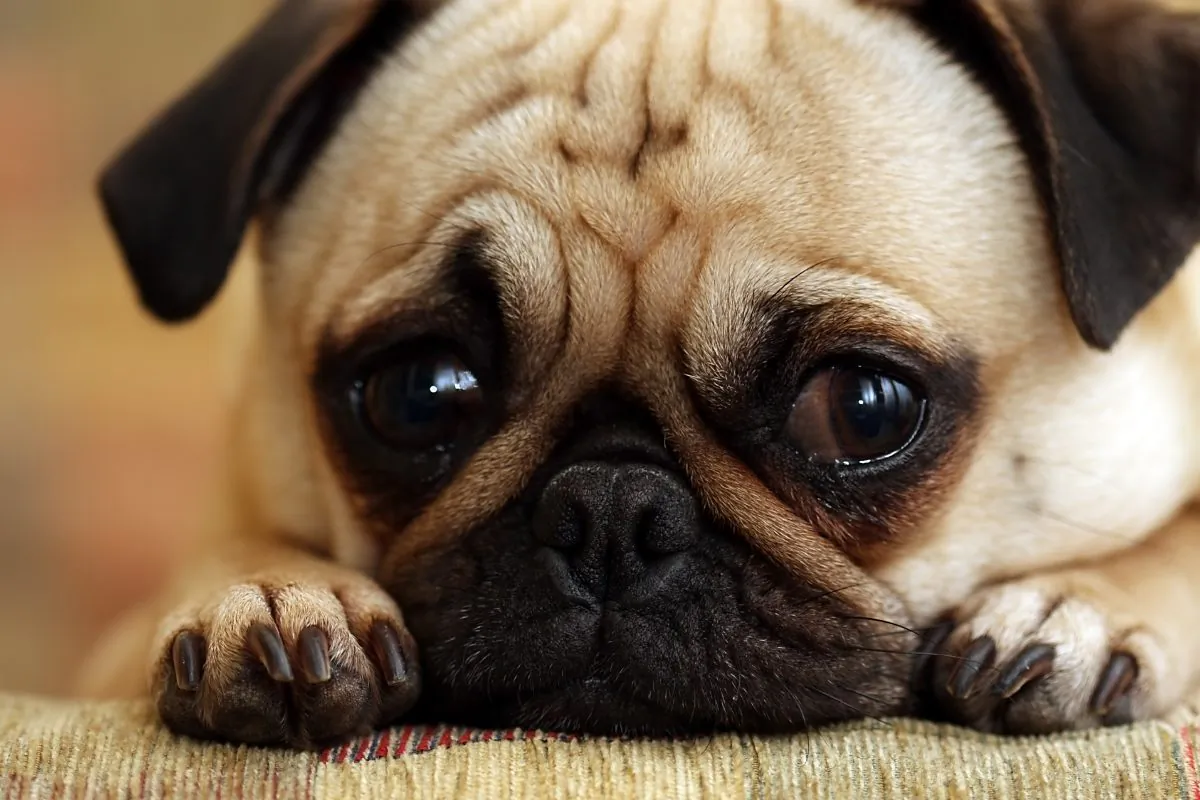 Guilty Pug staring at the camera. (*Shutterstock)
