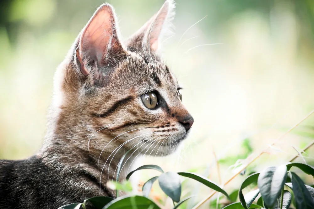 Earliest Evidence of Cat Domestication Found in China