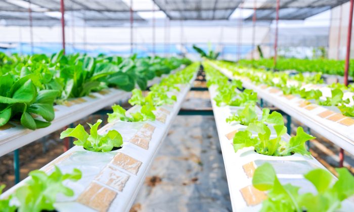 Hydroponics vegetable, the nutrition in the future? (*Shutterstock).