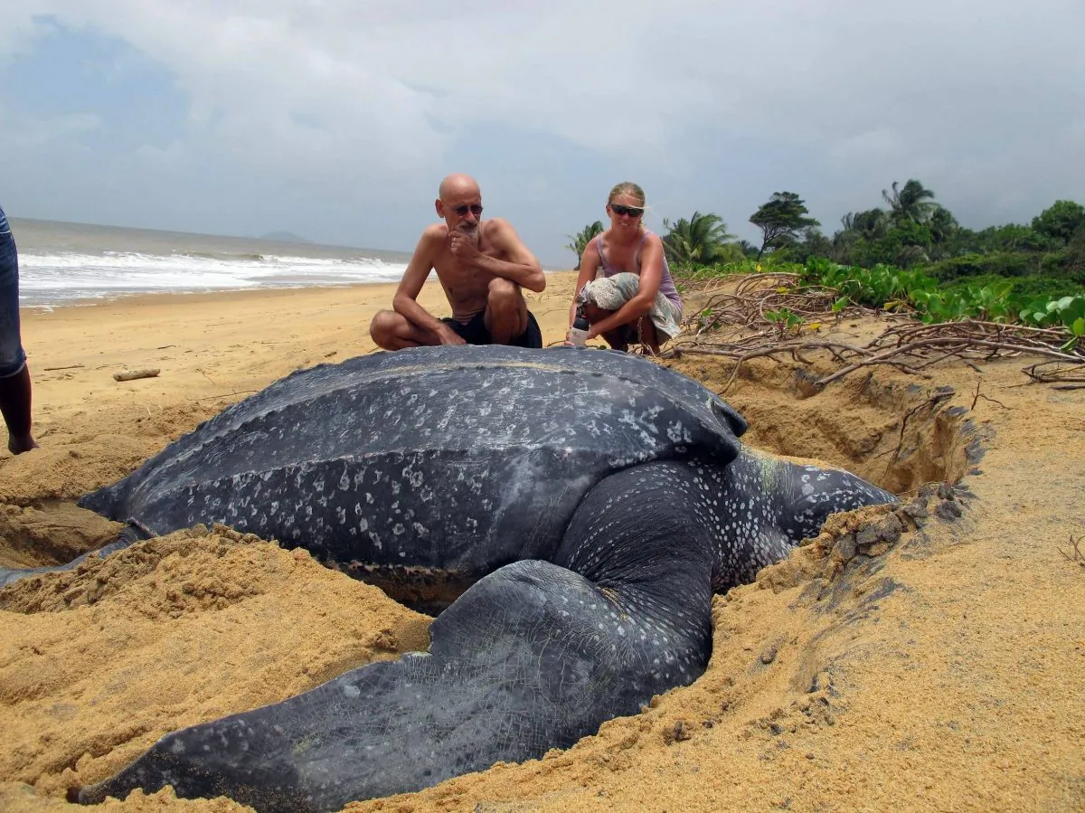 A huge Leatherback drags itself ashore to lay eggs in a nest of sand it hopes will protect the young from predators.