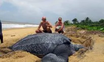 Leatherback Turtle Slips Toward Extinction