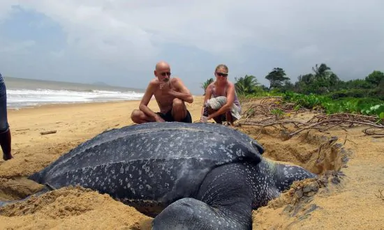 Leatherback Turtle Slips Toward Extinction