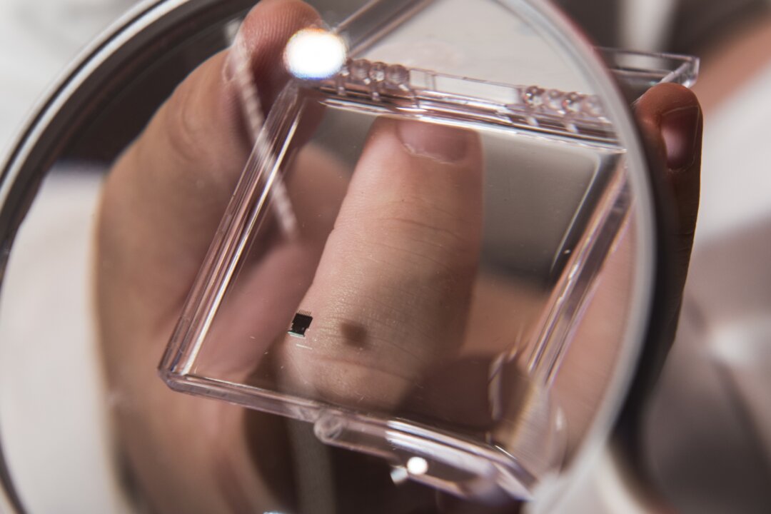 The small device seen under a magnifying glass is an array of microcantilevers. Rice University scientists are decorating the array with peptides that capture strains of salmonella. The technique could make the detection of pathogens much faster and easier for food-manufacturing plants. (Courtesy of Jeff Fitlow/Rice University) 