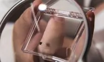 This Tiny Sensor Spots Salmonella in Minutes, Not Days