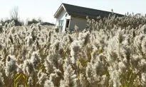 Coastal Recovery Plan Emphasizes ‘Living Shorelines’