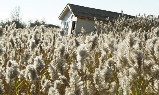 Coastal Recovery Plan Emphasizes ‘Living Shorelines’