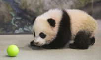 Panda cub