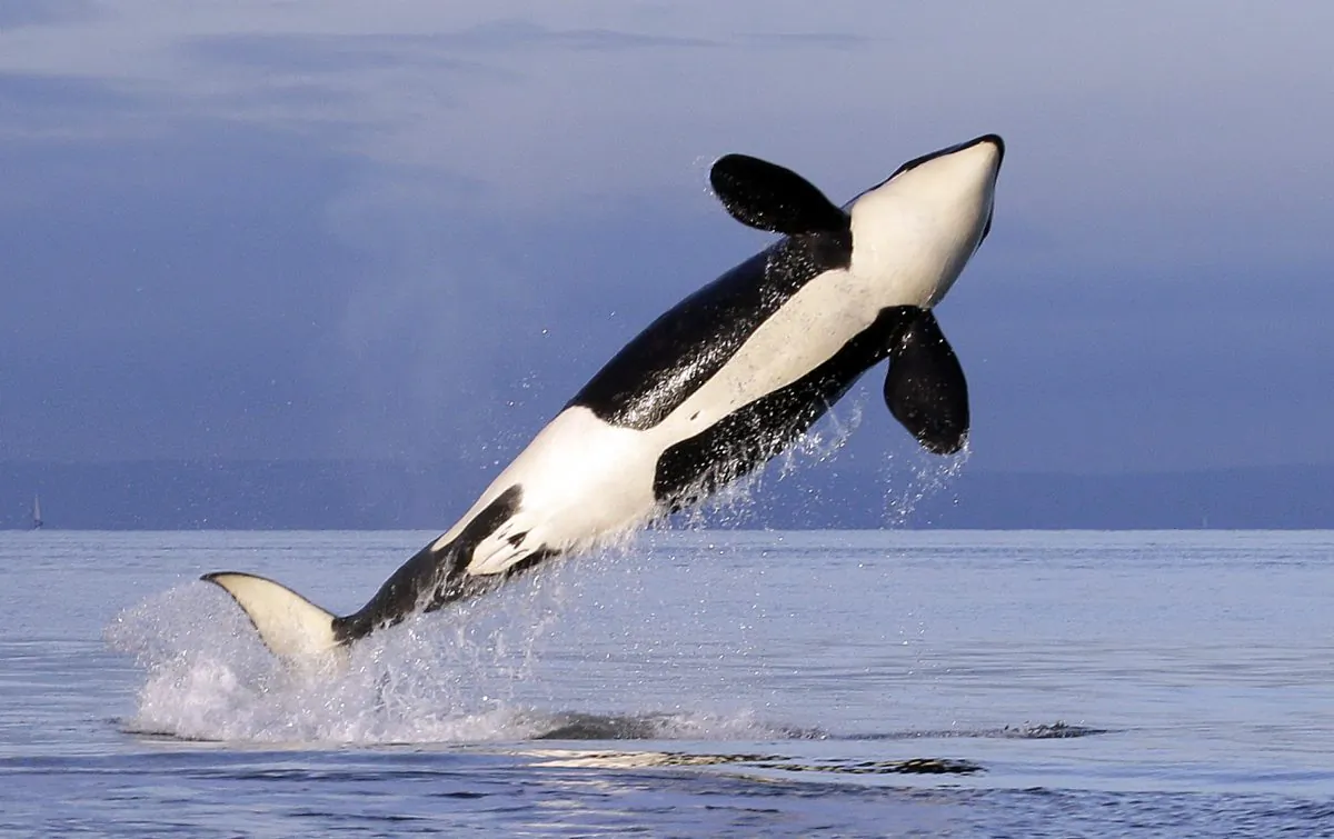 A female orca leaps from the water in a Jan. 18, 2014 file photo. (Elaine Thompson/File Photo via AP)