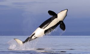 Orcas Knock Into Sailboats, Force Spain to Limit Yachting