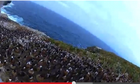 Watch: Bird Steals Camera, Shoots Amazing Video of Penguin Colony