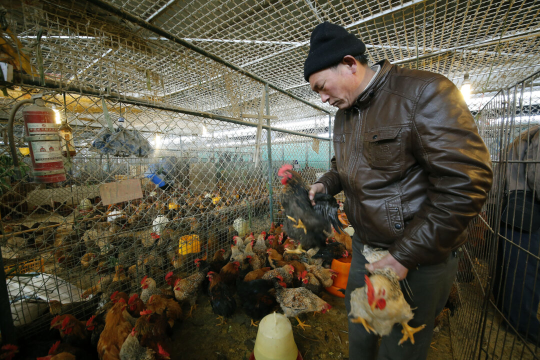 A vendor picks chickens at a wholesale poultry market in Shanghai, on Jan. 21, 2014. Chinese authorities confirmed on Jan. 27 that there have been cases of H7N9 spreading between humans. (AP photo)