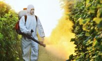 Pesticide DDT Linked to Higher Alzheimer’s Risk