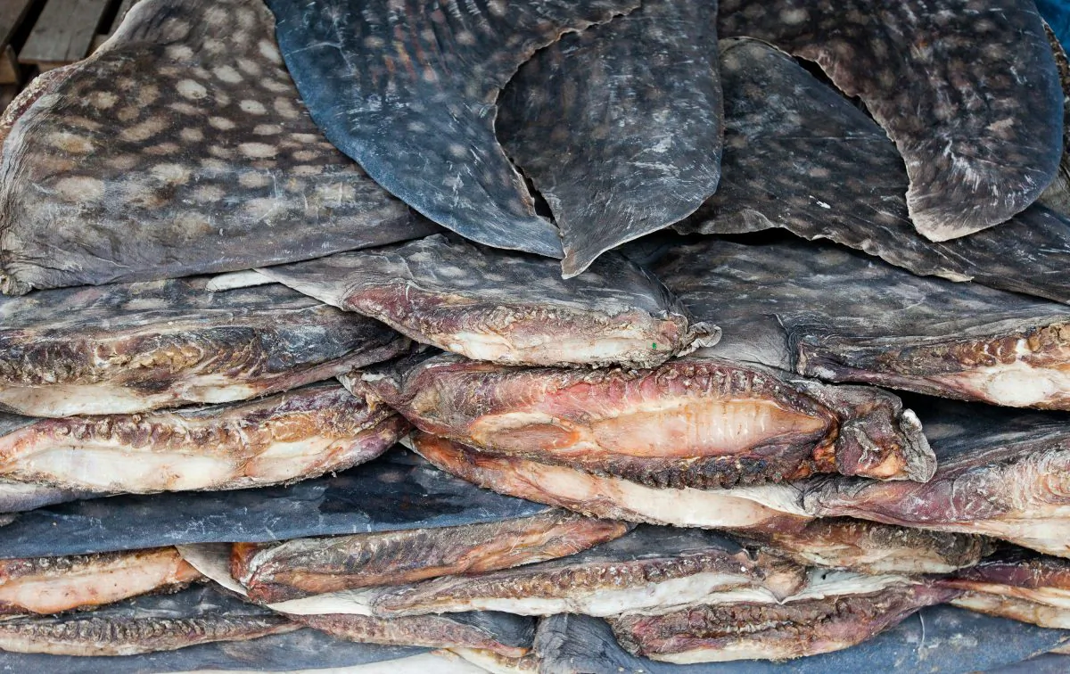 Whale shark fins are dried and stacked for export. This processing plant processes over 600 whale sharks per year in Puqi, Zhejiang province, China. (WildLife Risk)