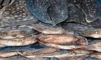 1,400 Pounds of Shark Fins Seized in Miami