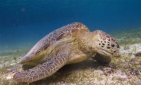 Endangered Turtles Face New Threat in Indonesia