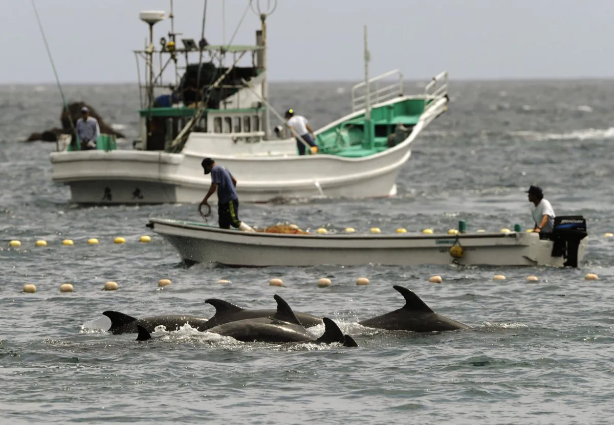 fishermen drive bottle-nose dolphins into a net during their annual hunt off Taiji, Wakayama Prefecture, Japan, Sept. 2, 2010. A Japanese government spokesman defended an annual dolphin hunt Monday, Jan. 20, 2014, one day after U.S. Ambassador to Japan Caroline Kennedy tweeted that she was deeply concerned by the inhumanity of the practice. (AP Photo/Kyodo News, File)