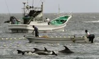 Should Japan Stop Its Annual Dolphin Hunt?