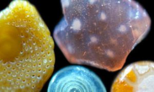 Astonishing Beauty, Diversity of Sand Grains Revealed at Microscopic Level (Photos)