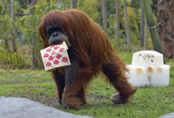 Starving Rare Indonesian Orangutan Rescued From Cage: Report
