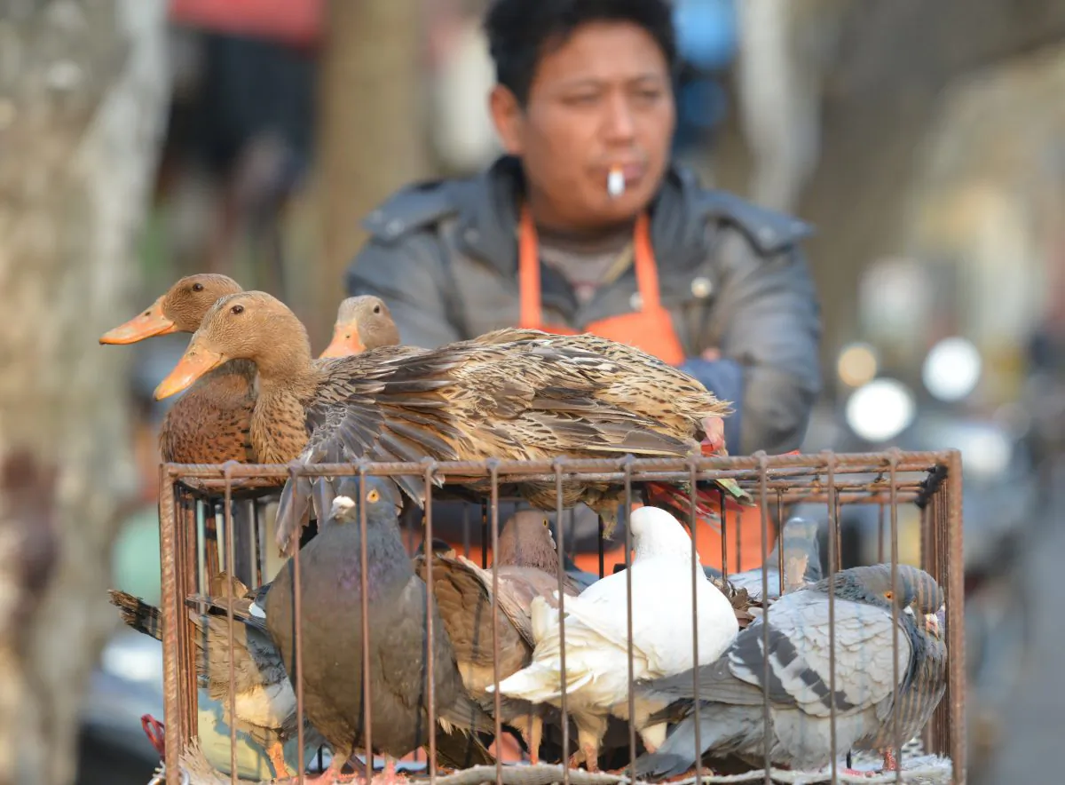 A street vendor sells live poultry in Shanghai on Jan. 6. January has seen at least 101 recorded cases of bird flu, causing 10 deaths. (PETER PARKS/AFP/Getty Images)
