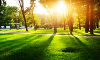 Green Cities Provide a Mental Health Boost That Lasts