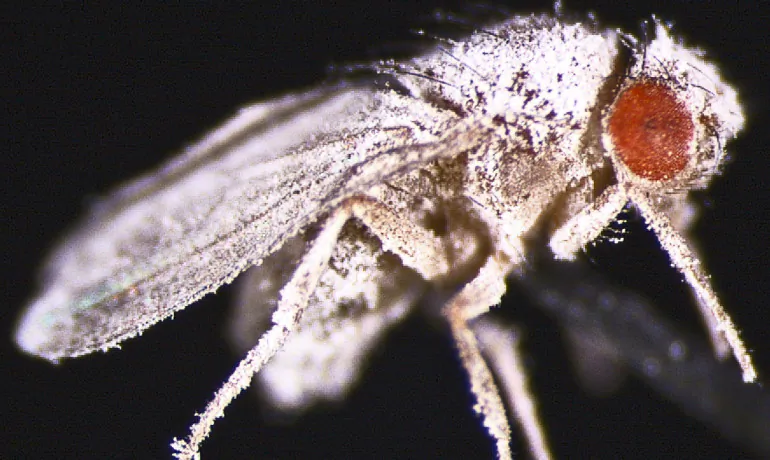 After being raised in space, fruit flies are unable to fight off fungal infections because of defects in their immune system. (Credit: Deborah Kimbrell)
