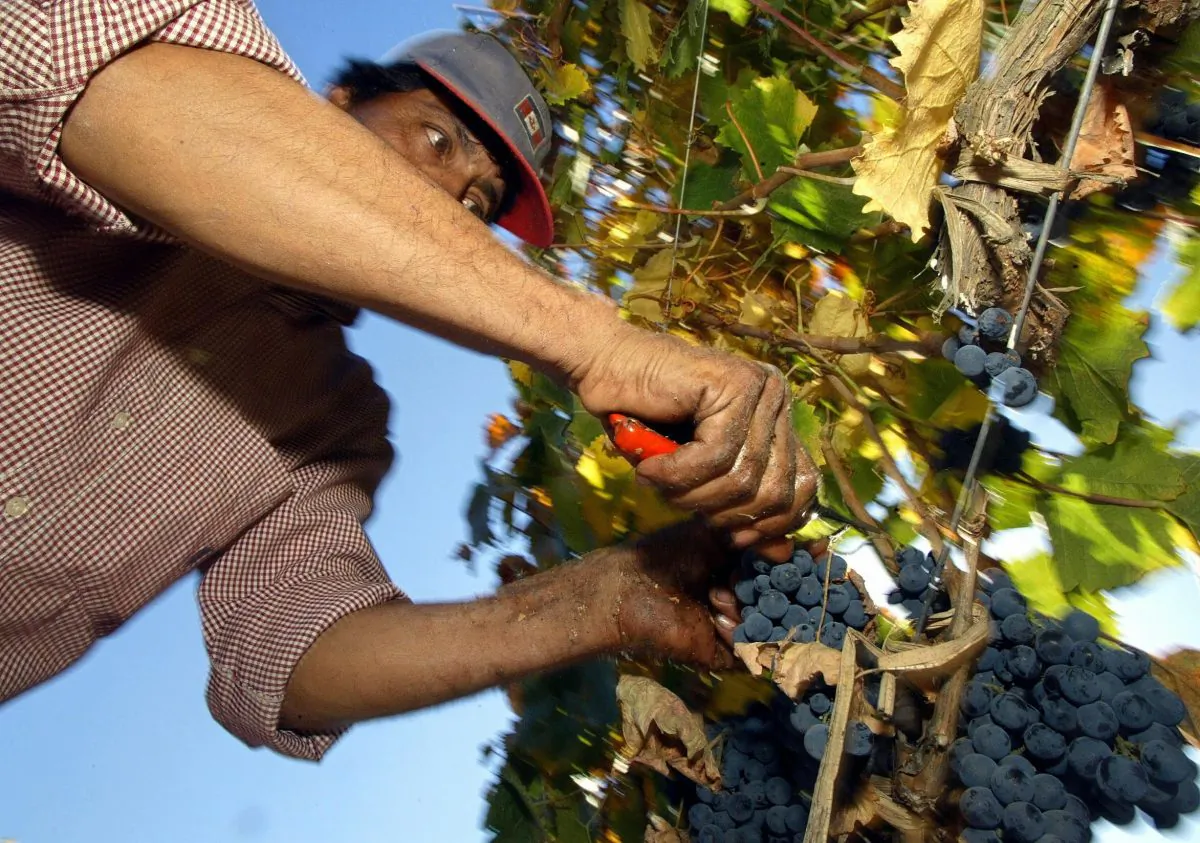 A farmer holds a grape cluster in Santiago, Chile. Canadian farmers say competition with produce from countries with weaker environmental and labour protections is making it hard to stay in business. (Martin Bernetti/AFP/Getty Images)