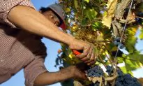 Canadian Farmers Lose Out as Plants Keep Closing