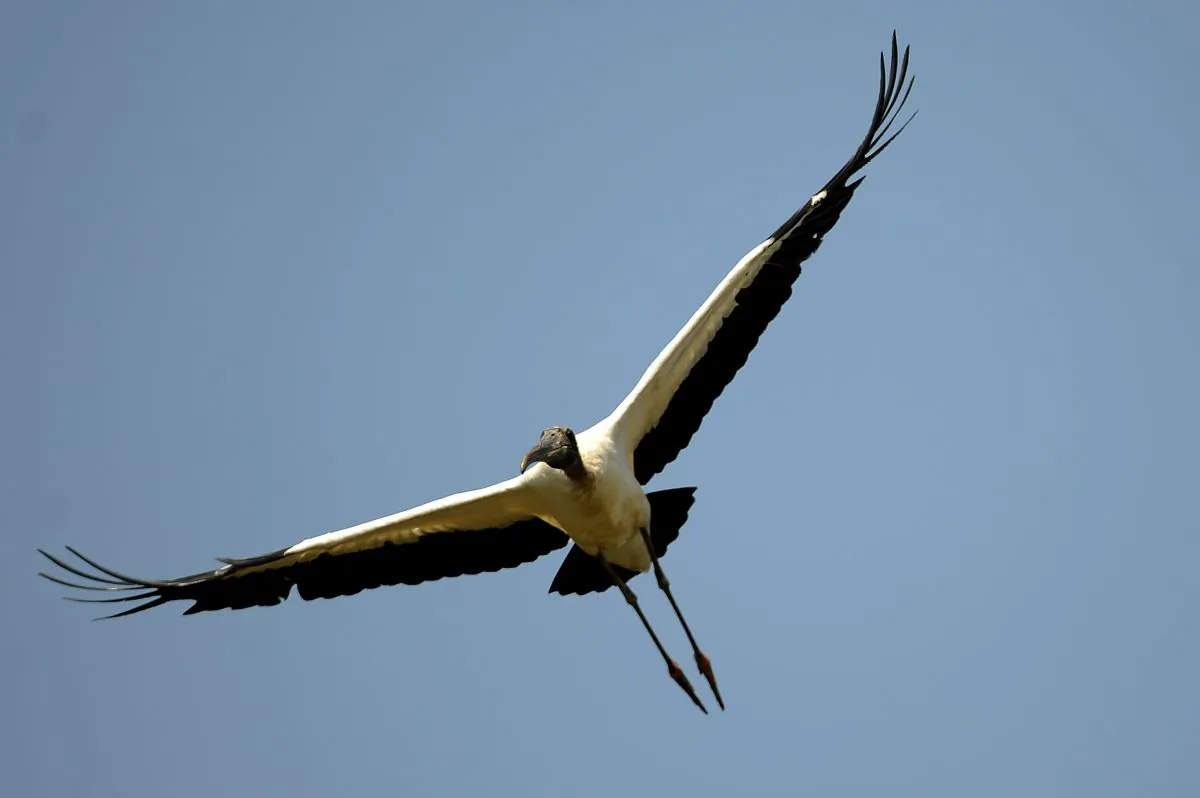 A wood stork flies at the National Palo Verde Park on April 8, 2010 in Guanacaste, Costa Rica. (Yuri Cortez/AFP/Getty Images)