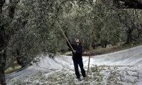 Chasing the Early Harvest for Olive Oil (With Recipes)