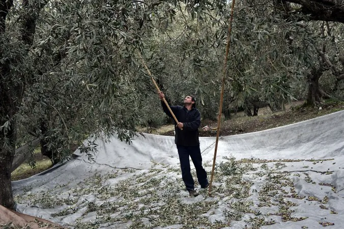 Collecting olives for olive oil near the village of Milies, central Greece, in this file photo from Jan. 5, 2013. (Louisa Gouliamaki/AFP/Getty Images)