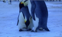 The Grief of a Mother Penguin (+ Video)