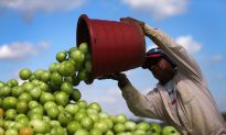 Walmart to Pay Florida Tomato Growers a Penny a Pound More