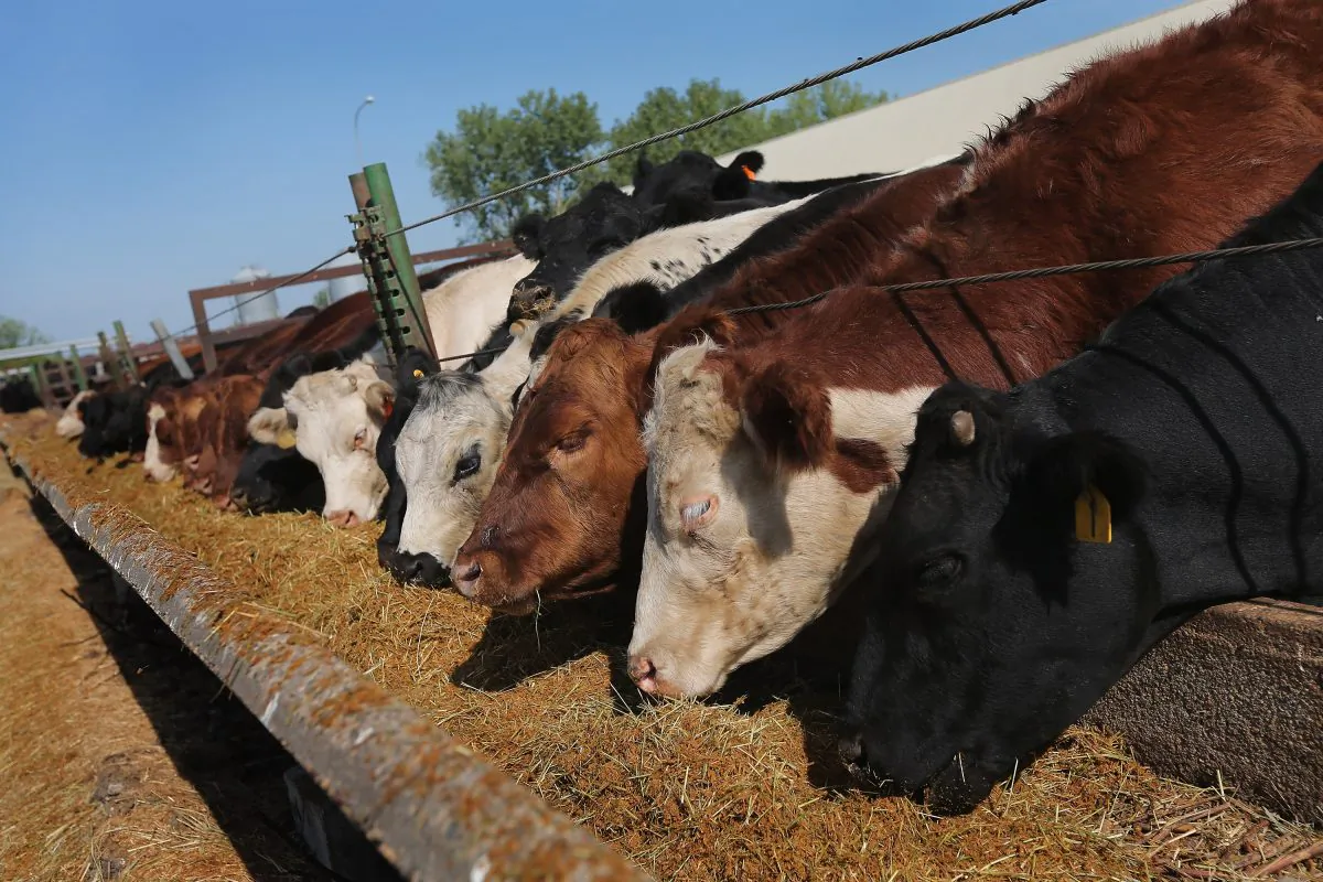 Cattle eat on a farm near Cuba, Illinois, Aug. 3, 2012 near Cuba, Illinois. (Scott Olson/Getty Images)