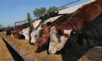 High Risk’ Drugs Used in Livestock