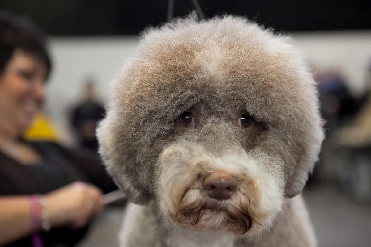 A dog at the Westminster Dog Show in New York, Feb. 11, 2014. (Samira Bouaou/Epoch Times)