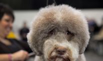 Highlights From the Westminster Kennel Club Show (Photos)