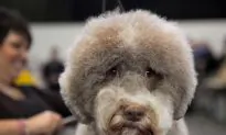 Highlights From the Westminster Kennel Club Show (Photos)