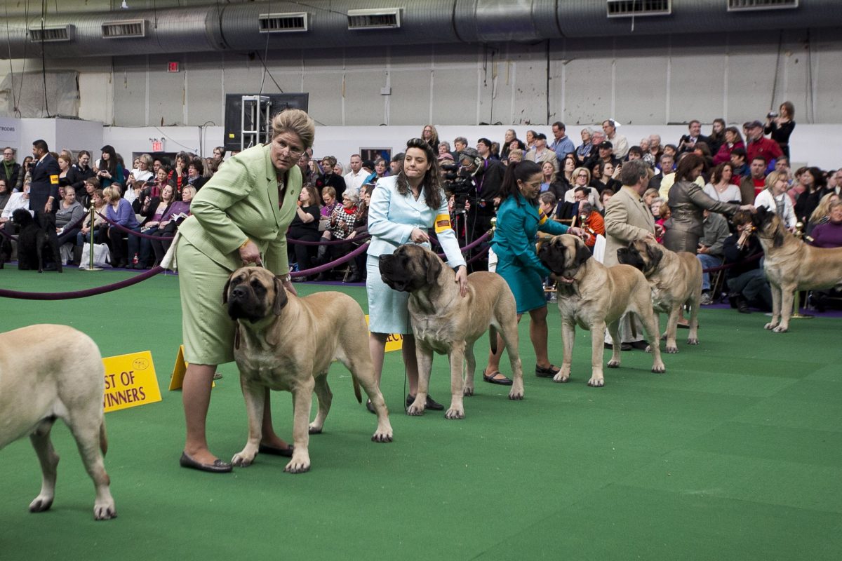 Mastiffs