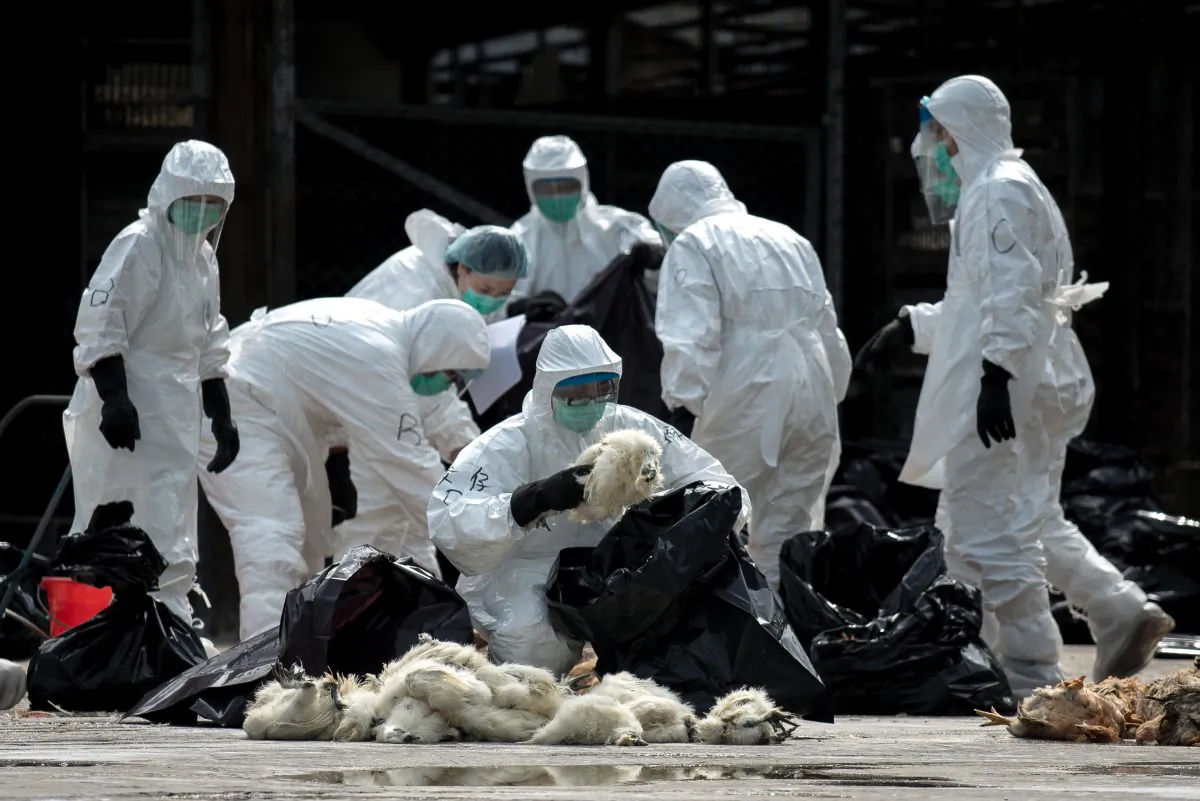 Officials wearing masks and protective suits pile dead chickens into black plastic bags in Hong Kong on January 28, 2014. Hong Kong began a mass cull of 20,000 chickens after the deadly H7N9 bird flu virus was discovered in poultry imported from mainland China, authorities said. (Philippe Lopez/AFP/Getty Images)