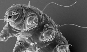 Shrink to the Size of a Particle and See the World Like Never Before