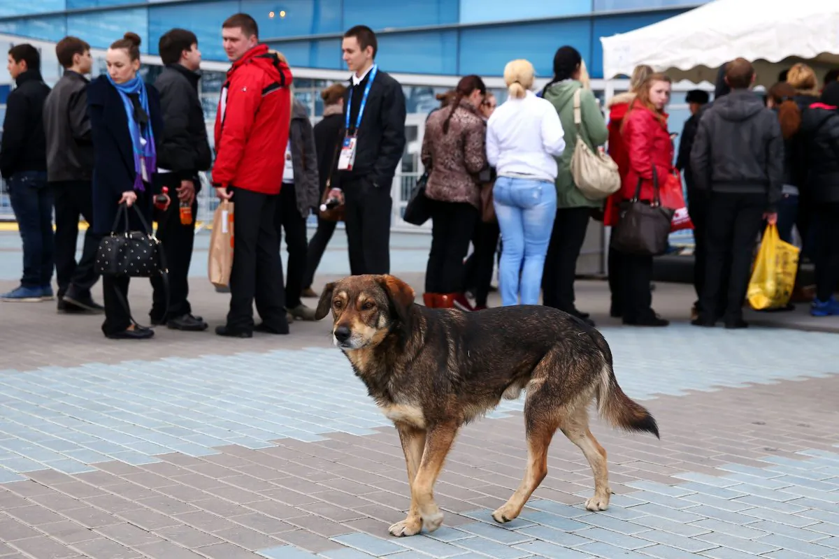 A stray dog walks through Olympic Park ahead of the 2014 Winter Olympics in Sochi, Russia, on Feb. 5, 2014. Sochi’s dilemma over what to do about its many stray dogs in the run-up to the Olympics has put the focus on international pet adoption. Canada has been gaining a reputation as an increasingly popular haven for stray dogs from countries like India, China, Greece, Russia, and Mexico. (Paul Gilham/Getty Images)