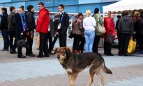 Is Canada a Haven for the World’s Stray Dogs?